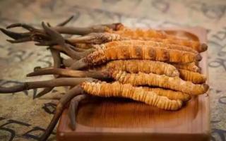 冬蟲夏草是新的好還是陳的好，冬蟲夏草是新鮮的好還是曬干的好