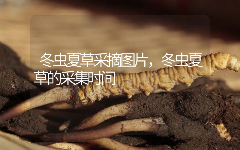 冬蟲夏草采摘圖片，冬蟲夏草的采集時(shí)間