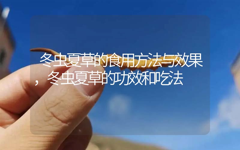 冬蟲夏草的食用方法與效果，冬蟲夏草的食用方法！
