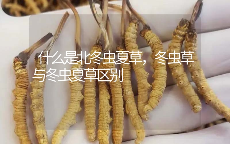 什么是北冬蟲夏草，北冬蟲草與冬蟲夏草區(qū)別