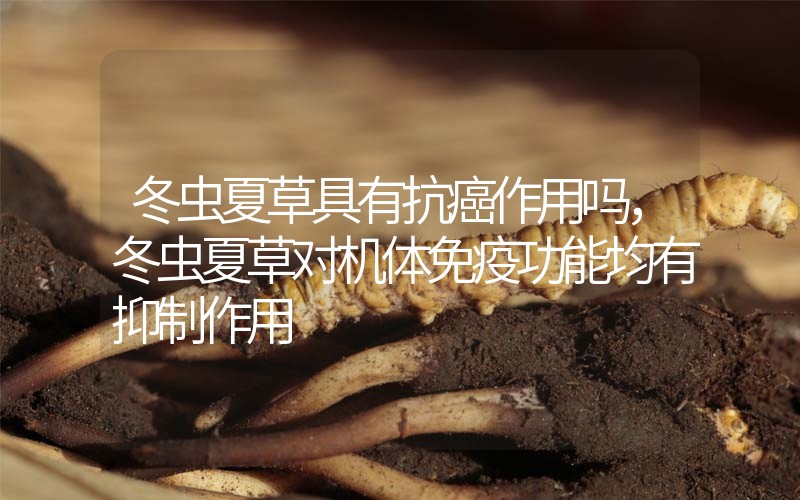 冬蟲夏草具有抗癌作用嗎，冬蟲夏草對機體免疫功能均有抑制作用