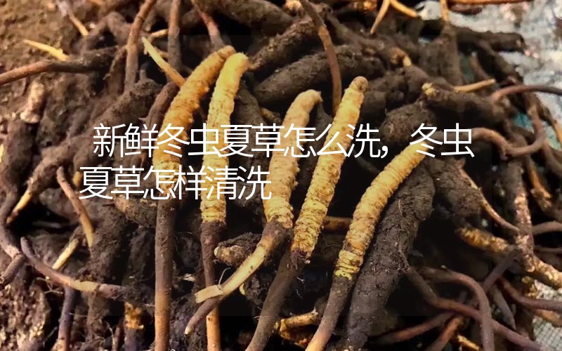 新鮮冬蟲夏草怎么洗，冬蟲夏草怎樣清洗