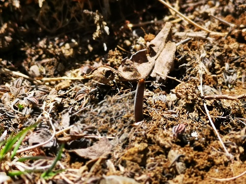 冬蟲夏草是蟲子還是草呢？它是如何生長的