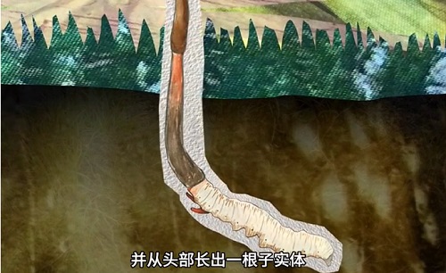 冬蟲(chóng)夏草到底是蟲(chóng)還是草？你猜到了嗎？