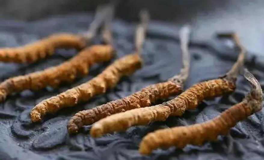 冬蟲夏草這么吃法，可以補(bǔ)腎活血，延緩衰老！