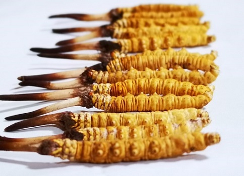 新鮮冬蟲(chóng)夏草多少錢一根？吃什么樣的好呢