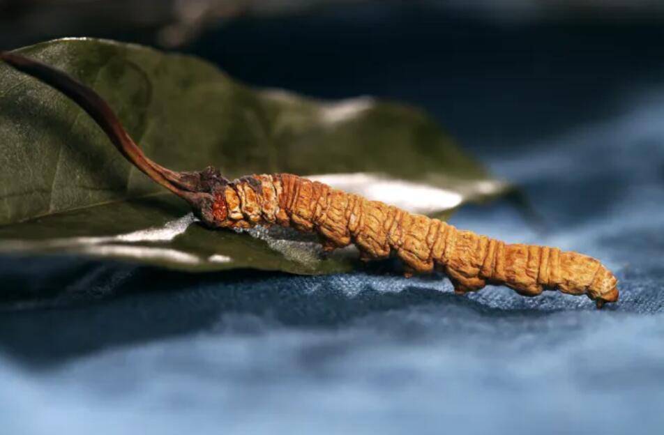 冬蟲(chóng)夏草的由來(lái)，冬蟲(chóng)夏草是怎么形成的？