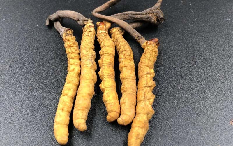 影響冬蟲夏草的價(jià)格因素有哪些？