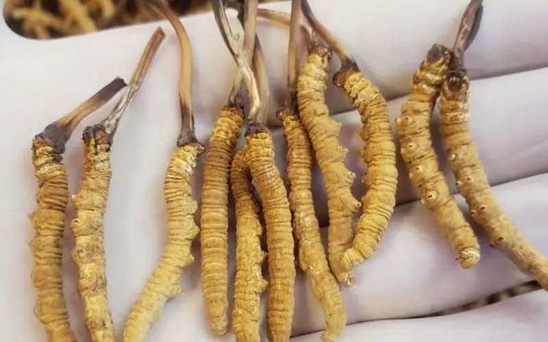 吃冬蟲夏草會過敏嗎？冬蟲夏草禁忌！