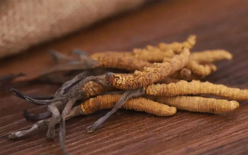 冬蟲夏草怎樣吃效果好？冬蟲夏草的食用方法！