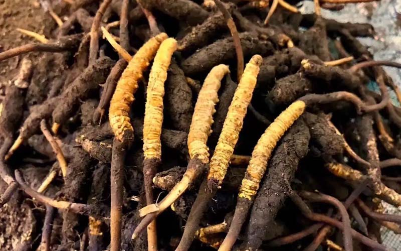 冬蟲(chóng)夏草的鑒別方法有哪些？