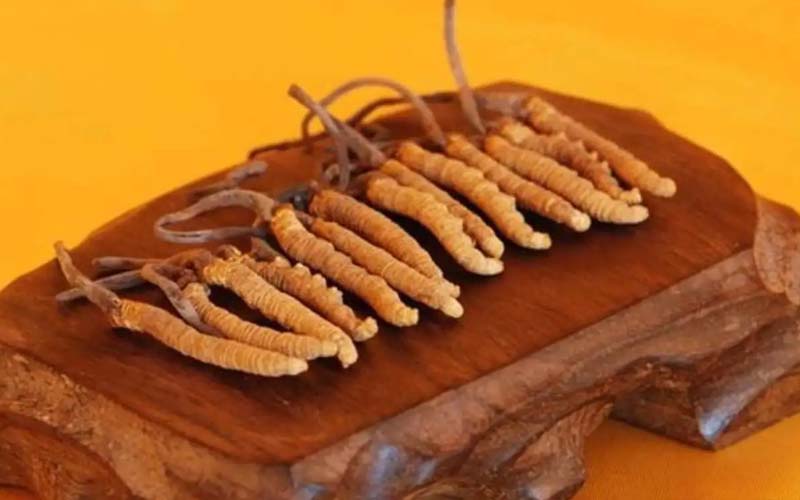 冬蟲夏草需要每天吃嗎?冬蟲夏草一天吃多少？