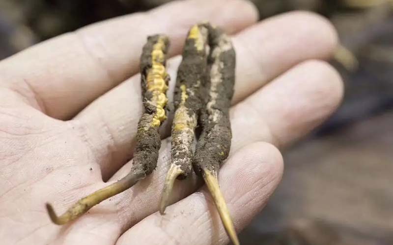 冬蟲(chóng)夏草一斤多少錢(qián)?(2022蟲(chóng)草價(jià)格表)