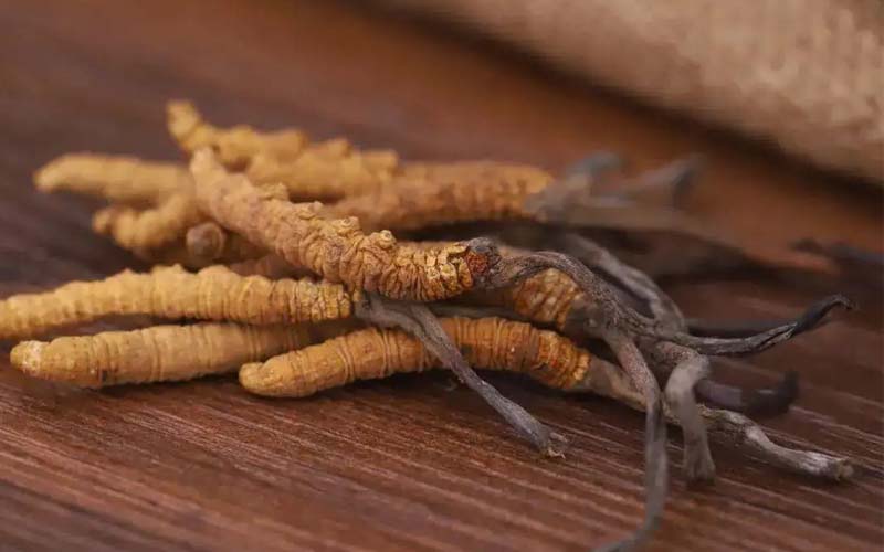 西藏的冬蟲夏草作用如何？