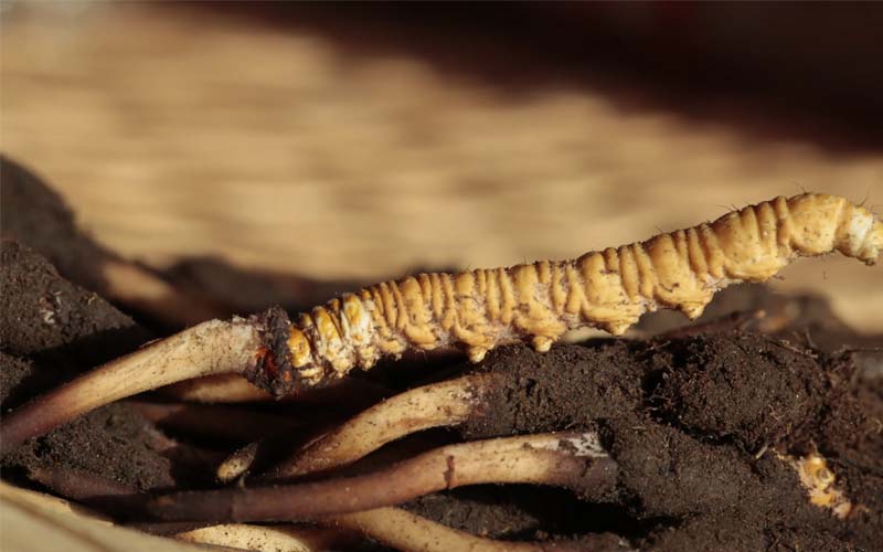 為什么有的人吃蟲(chóng)草沒(méi)有效果？