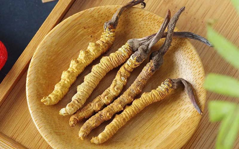 冬蟲夏草作用可以調(diào)節(jié)身體肝臟功能嗎？