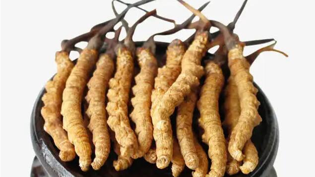 四川冬蟲(chóng)夏草產(chǎn)地分布在哪？