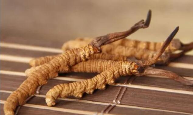 新鮮真假冬蟲夏草辨別方式？