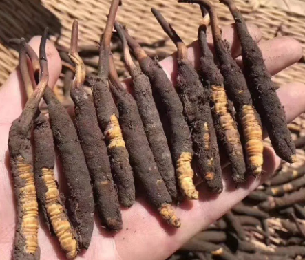 <a href=http://m.anyvice.com/xinxian/ target=_blank class=infotextkey>新<a href=http://m.anyvice.com/xinxian/ target=_blank class=infotextkey>鮮冬蟲夏草</a></a>