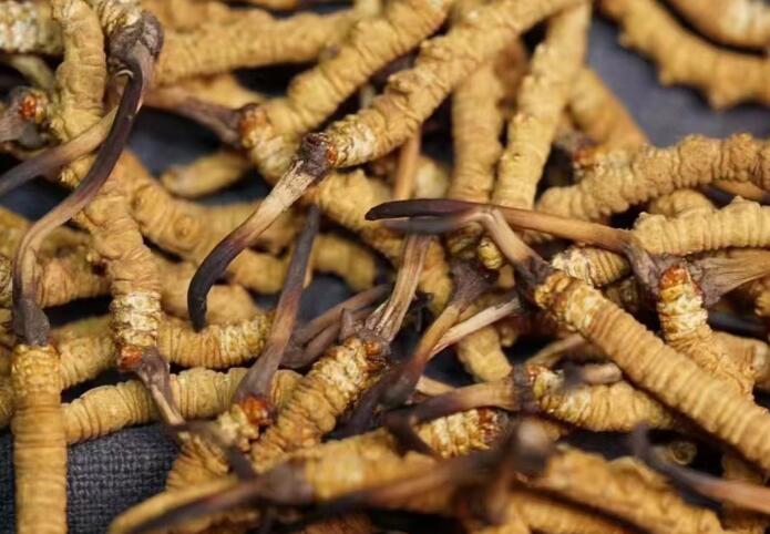 什么樣的冬蟲(chóng)夏草不能買？