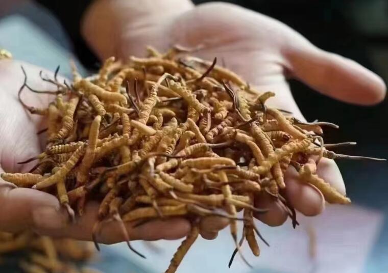 冬蟲夏草中有沒有激素？冬蟲夏草中有沒有有害物質？