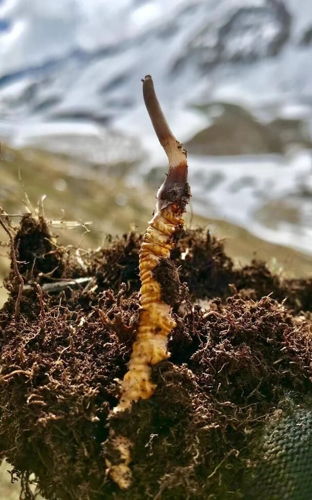 冬蟲(chóng)夏草