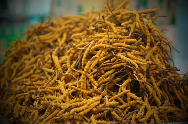 冬蟲夏草的產(chǎn)量為何一年不如一年呢？