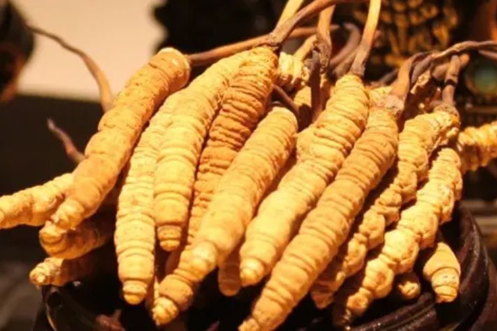 冬蟲(chóng)夏草