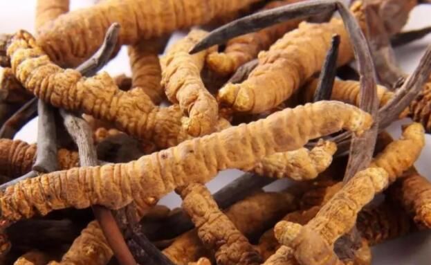 <a href=http://m.anyvice.com/chifa/ target=_blank class=infotextkey>冬蟲夏草的吃法</a>