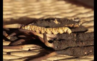 冬蟲夏草“冬補三九，夏補三伏”