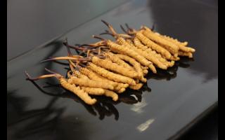 新鮮冬蟲夏草有什么優(yōu)勢？