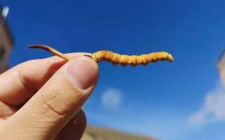 冬蟲(chóng)夏草的鑒別方法有哪些？