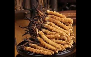 冬蟲夏草能和什么一起吃？