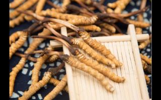 冬蟲夏草為什么顏色會(huì)有所不同？