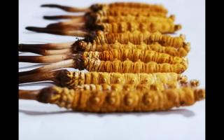 冬蟲夏草的采摘時間與保存方法？