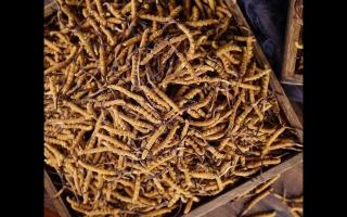 了解一下：冬蟲夏草的產(chǎn)地和采摘方式！