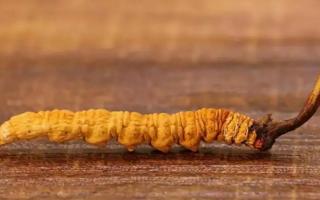 冬蟲夏草的大小與品質有關系嗎？