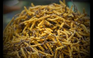 如何正確保存鮮干冬蟲夏草？學(xué)會有效保存你的財富！