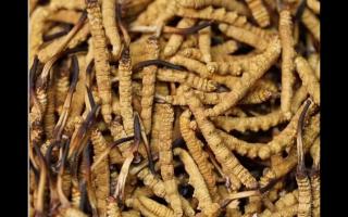 冬蟲(chóng)夏草的大小顏色和蟲(chóng)草品質(zhì)的關(guān)系！