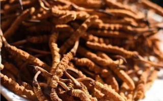 冬蟲(chóng)夏草鑒別：有買到人工種植草嗎？