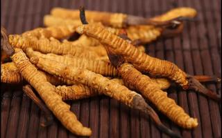 冬蟲夏草是植物還是動(dòng)物？為何價(jià)比黃金！