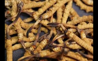 凍干的冬蟲夏草品質(zhì)如何！與新鮮的相比如何？