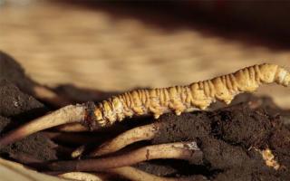 為何買(mǎi)冬蟲(chóng)夏草要選前期的頭茬草！