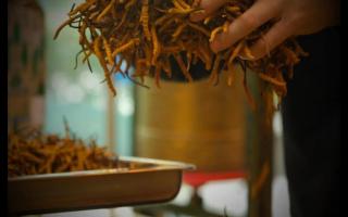 冬蟲夏草產(chǎn)量為何一年不如一年！