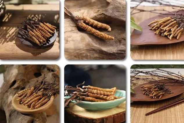 冬蟲夏草和白蟲草有什么區(qū)別？