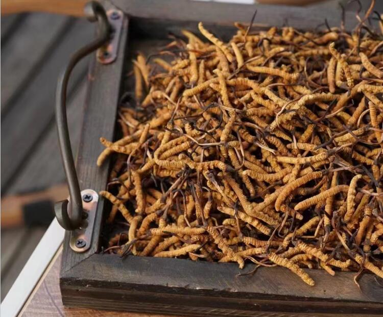 冬蟲夏草如何分級？