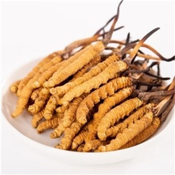 冬蟲夏草多少錢一克？2023年冬蟲夏草價(jià)格表