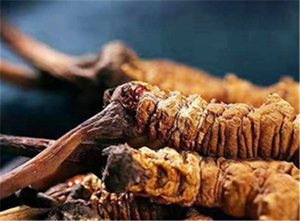 男人吃冬蟲(chóng)夏草有什么好處？男人吃蟲(chóng)草的6個(gè)好處