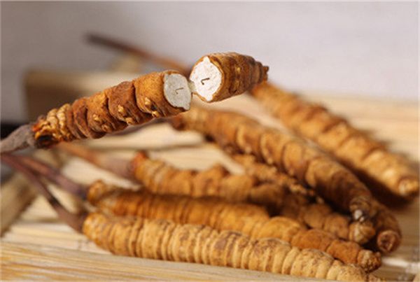 冬蟲夏草怎么食用？冬蟲夏草的食用指南