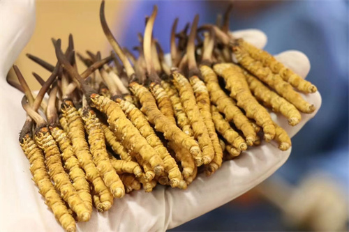 冬蟲夏草不能和什么一起吃？冬蟲夏草應(yīng)避免與6類食材同時食用